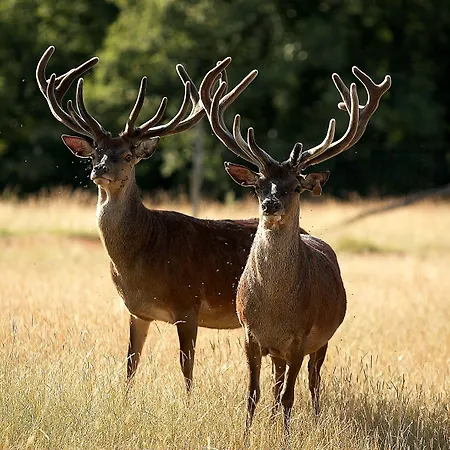 Restaurant Laborderie Tamniès