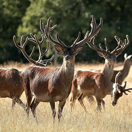 Restaurant Laborderie Tamniès