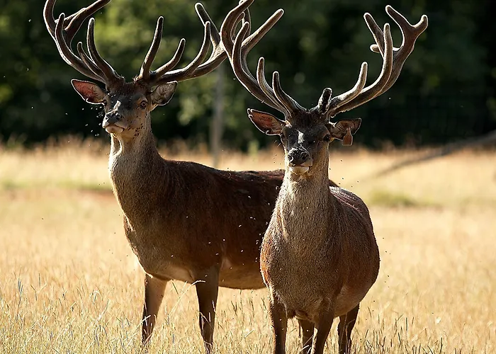 Restaurant Laborderie Tamniès