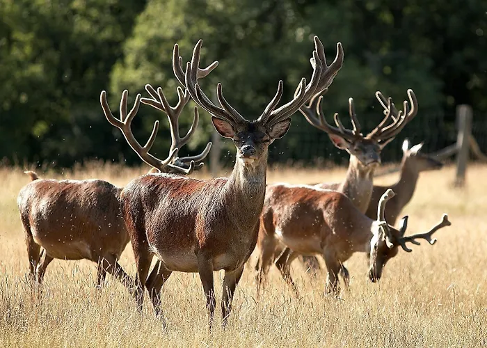 Restaurant Laborderie Tamniès
